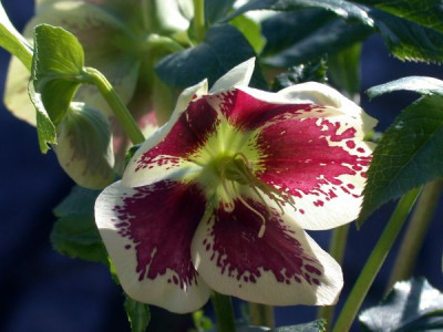 HellebAshw2.3-04002.jpg