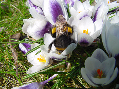 crocus_hummel_maerz_01.jpg