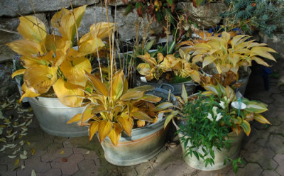 Hostas_0010__61501.jpg