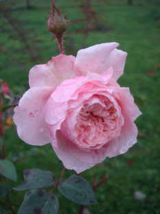 AntiqueRose11091.jpg