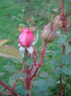 AntiqueRose11092.jpg