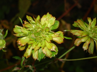 Viridiflora1109.jpg