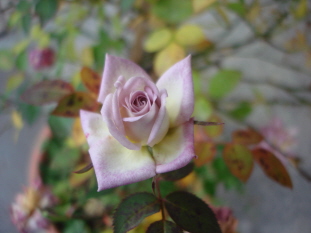 Raindrops11092.jpg