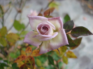 Raindrops11095.jpg