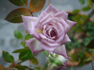 Raindrops11093.jpg