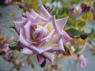 Raindrops11091.jpg