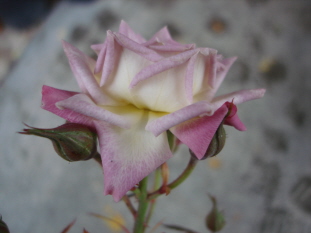 Raindrops11096.jpg