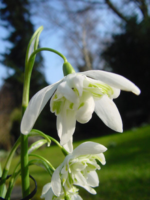 galanthus_gefuellt_02.jpg