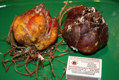 L.henryiIMG_4608jpg.jpg