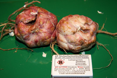 L.leichtliniiIMG_4609jpg.jpg