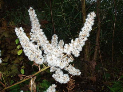 Ligularia_tangutica_ue.jpg