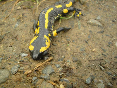 Feuersalamander_neu.jpg