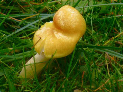 Pilze_3_IMG_4417.JPG