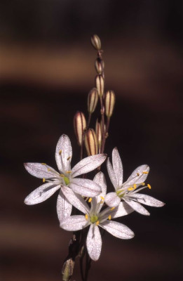 Urginea_fugax.jpg
