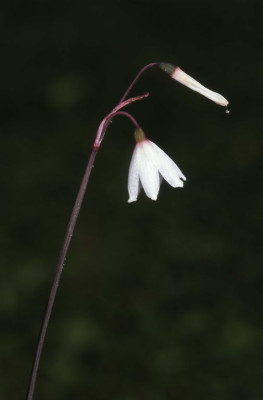 Acis_autumnalis_2008.jpg