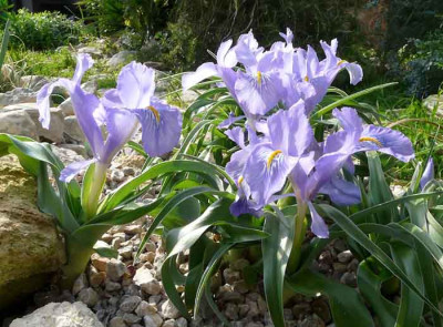 I.planifolia-klein.jpg