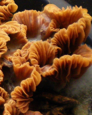 Pilz_am_Fuss_der_Feige.JPG
