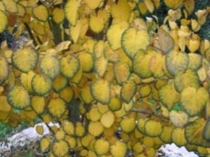 RotfuchsHerbst1.jpg
