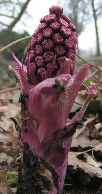 petasites_180305.jpg