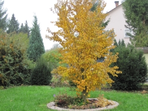 RotfuchsHerbst2.jpg