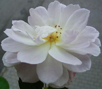 FV_11_09_10.JPG