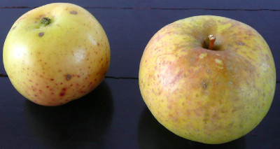 0_novemberapfel2.jpg