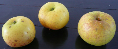 0_novemberapfel3.jpg