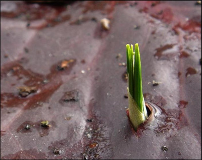 Crocus_durch_Bergenienblatt.JPG