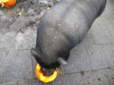Kurbisverwerter.jpg