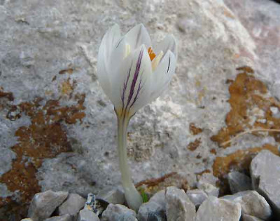 Crocus_laevigatus-klein.jpg