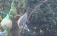 SPECHTMEISE2009.png