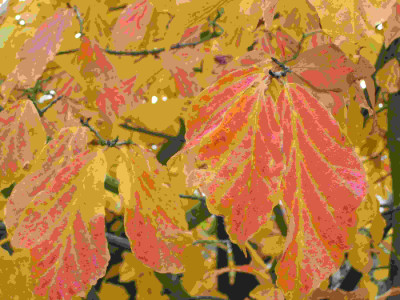 Parrotia_persica_im_November.jpg