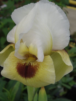 irisregeliocycluslancer.jpg