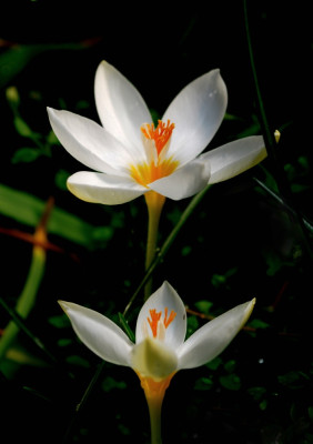 Crocus_laevigatus_f._albus.jpg