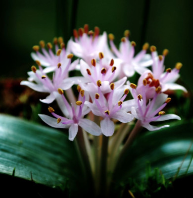 Daubenya_comata_09.jpg