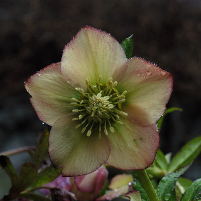 helleborus_tropfen_q_10644.jpg