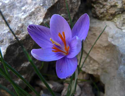 Crocus_cambessedesii_-klein.jpg