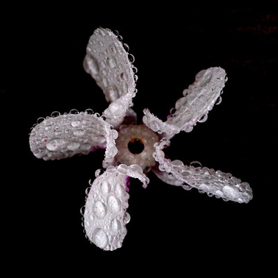 Cyclamencoum_q_10664.jpg