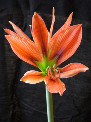 Hippeastrum_aulicum_2_600x600_80KB.jpg