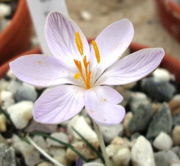 Crocus_cambessedesii.JPG