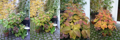 HerbstfaerbungHortensie2009_klein.jpg