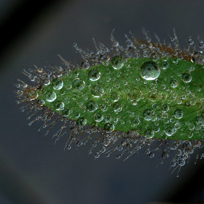 neconopsis_tropfen_q_10649.jpg