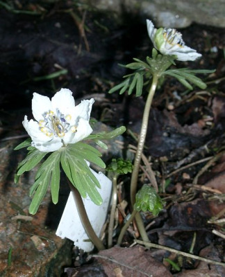 03160010_eEranthis_pinnatifida.JPG