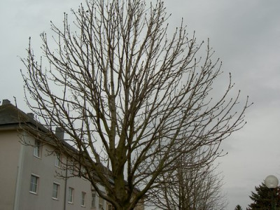 Kastanie1_190305.JPG