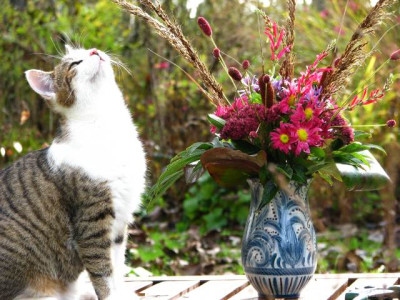 herbstkatze.jpg