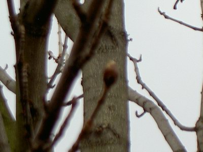 Kastanie_190305.JPG