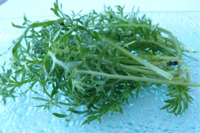Maca.17.11.2009.60.JPG