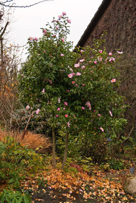 Plantation-Pink-Busch.jpg