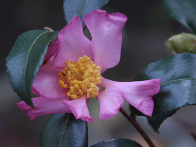 camellia-sasanqua-cleopatra2.jpg