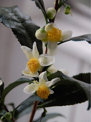 camellia-sinensis.jpg